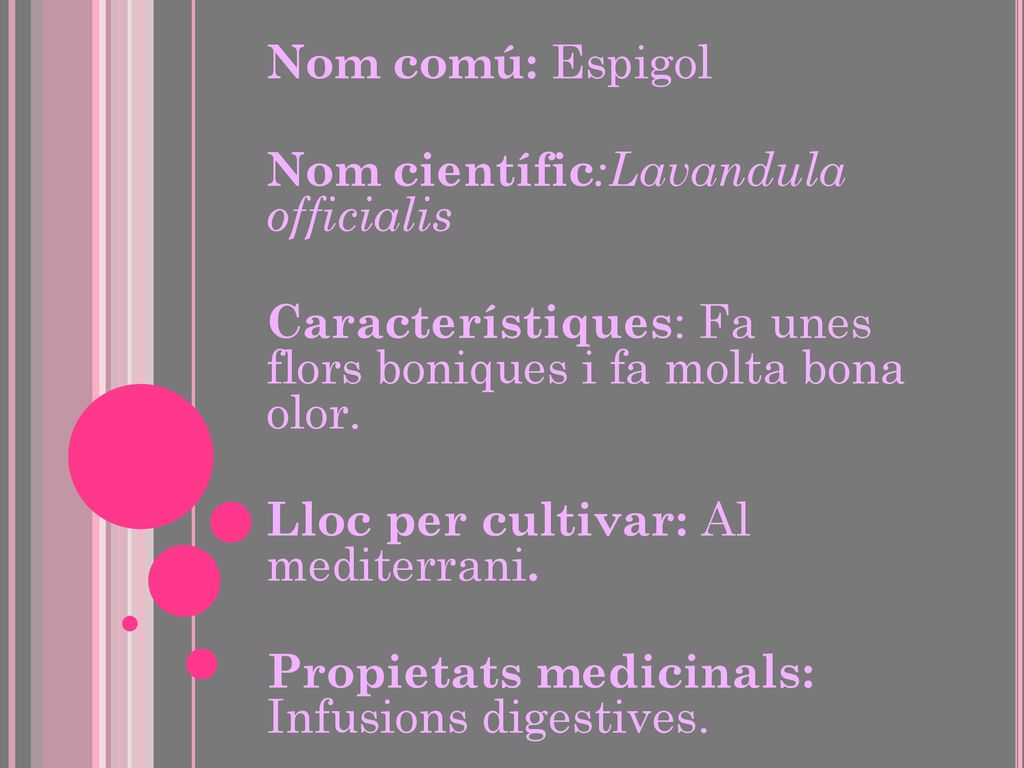 Nom comú: Espigol Nom científic:Lavandula officialis. Característiques: Fa unes flors boniques i fa molta bona olor.
