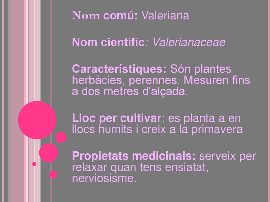 Nom comú: Valeriana Nom científic: Valerianaceae. Característiques: Són plantes herbàcies, perennes. Mesuren fins a dos metres d alçada.