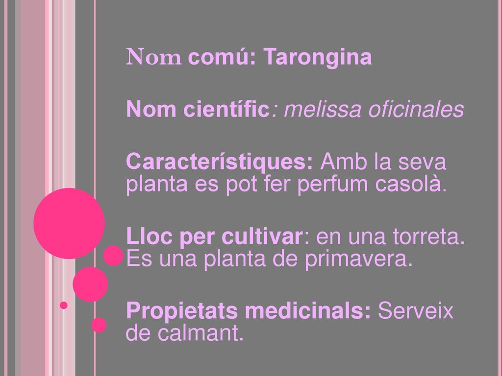 Nom comú: Tarongina Nom científic: melissa oficinales. Característiques: Amb la seva planta es pot fer perfum casolà.