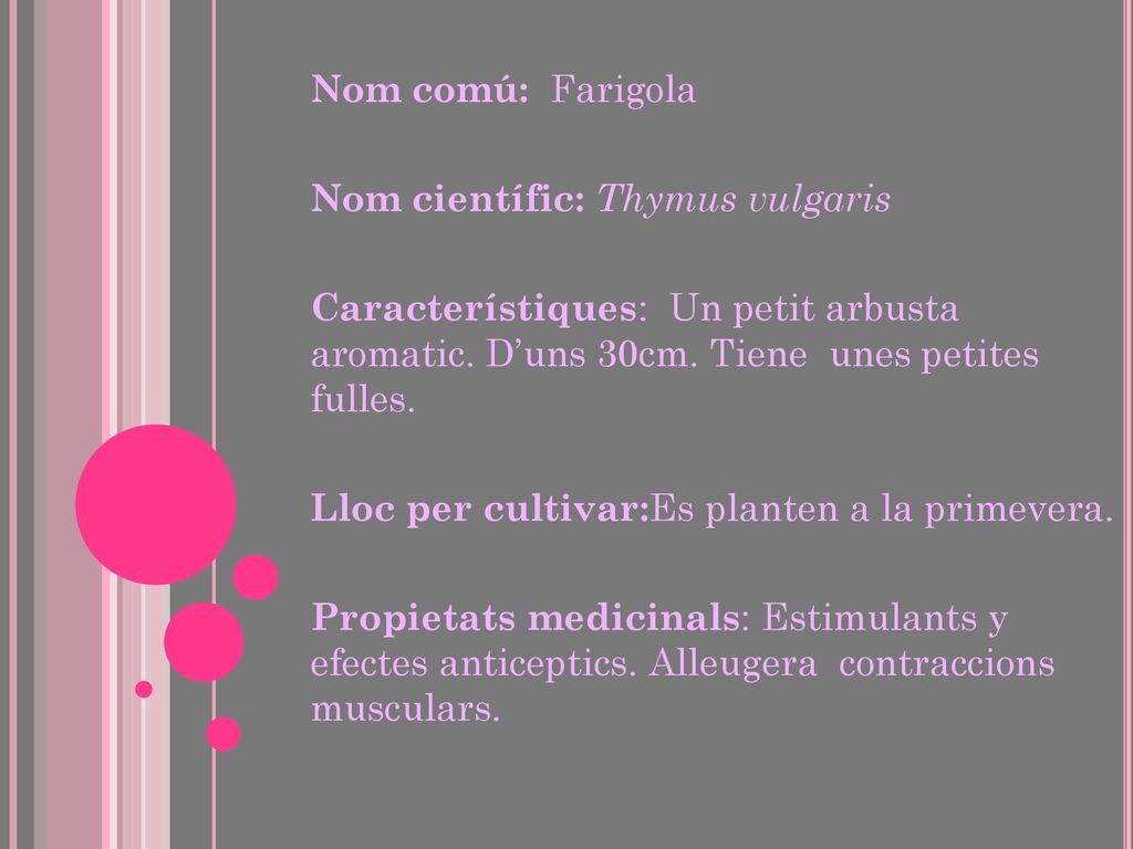 Nom comú: Farigola Nom científic: Thymus vulgaris. Característiques: Un petit arbusta aromatic. D’uns 30cm. Tiene unes petites fulles.