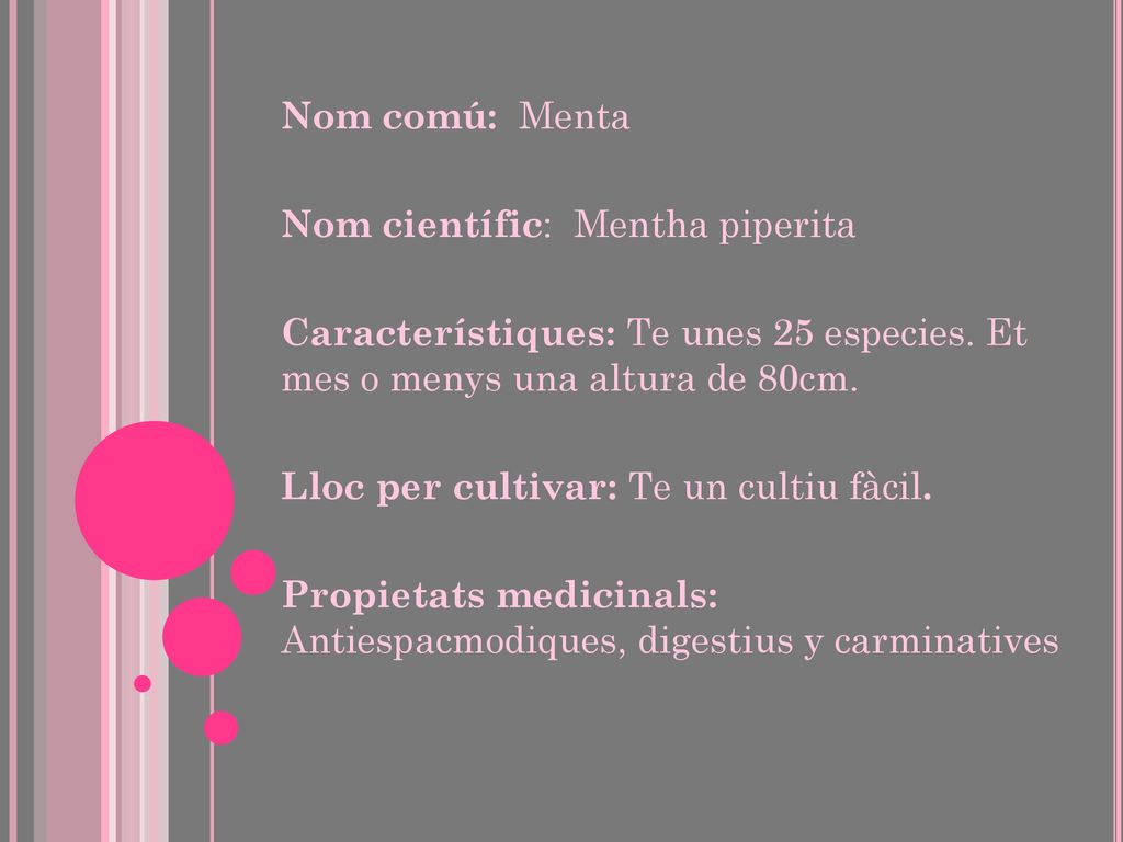 Nom comú: Menta Nom científic: Mentha piperita. Característiques: Te unes 25 especies. Et mes o menys una altura de 80cm.