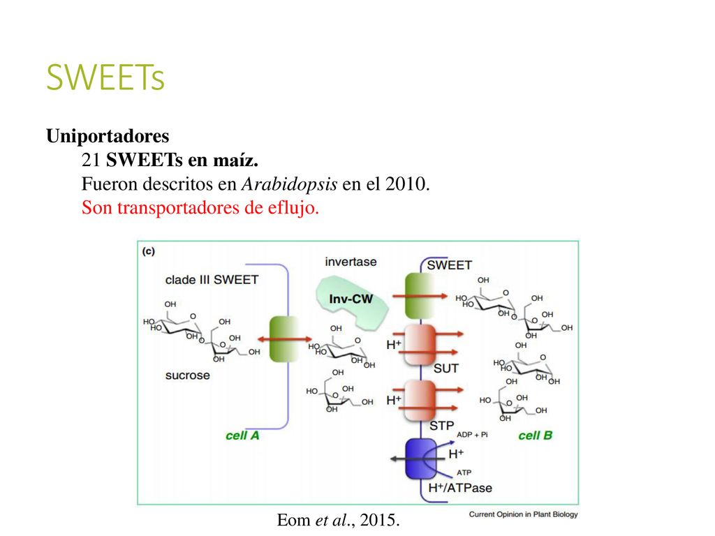 SWEETs Uniportadores 21 SWEETs en maíz. Fueron descritos en Arabidopsis en el Son transportadores de eflujo.