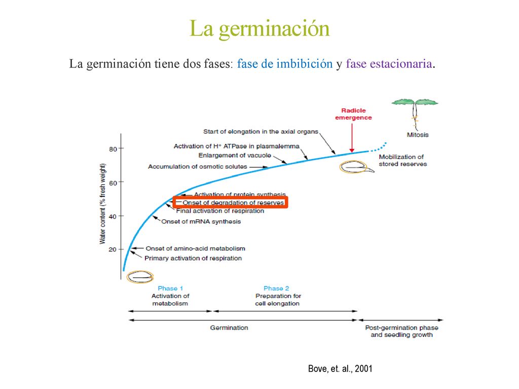 La germinación La germinación tiene dos fases: fase de imbibición y fase estacionaria.