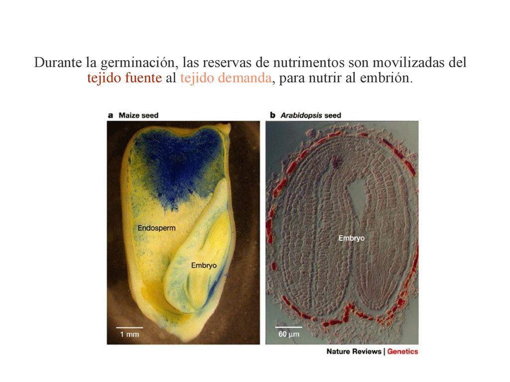 Durante la germinación, las reservas de nutrimentos son movilizadas del tejido fuente al tejido demanda, para nutrir al embrión.