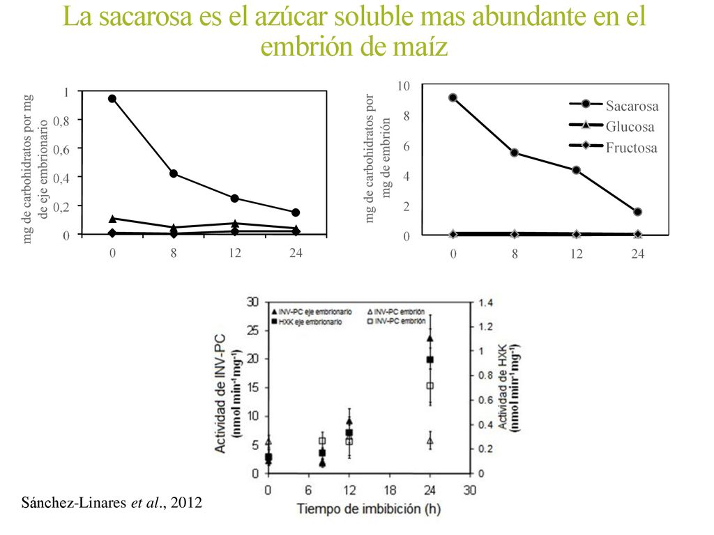 La sacarosa es el azúcar soluble mas abundante en el embrión de maíz