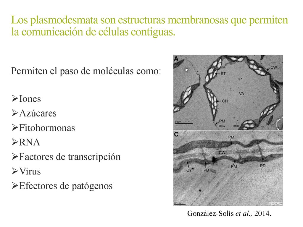 Los plasmodesmata son estructuras membranosas que permiten la comunicación de células contiguas.