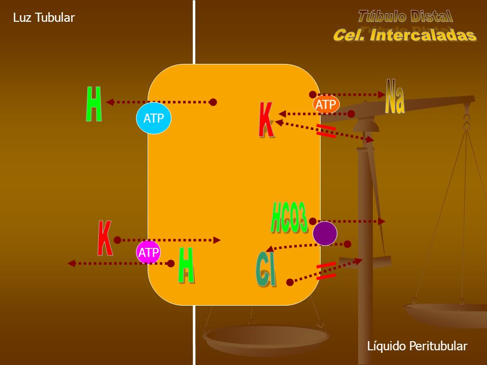 Na H K K H Cl Túbulo Distal Cel. Intercaladas HCO3 Luz Tubular ATP ATP