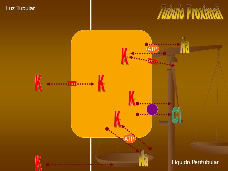 Na K K K K Cl K Na K Tubulo Proximal Luz Tubular ATP ATP