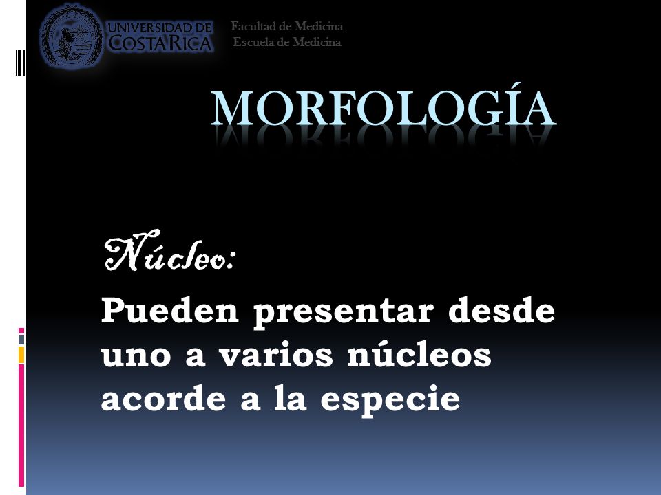 Facultad de Medicina Escuela de Medicina. Morfología. Núcleo: Pueden presentar desde uno a varios núcleos acorde a la especie.