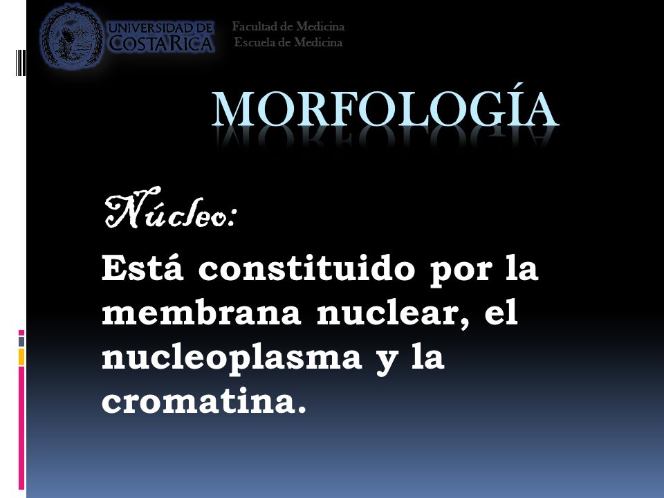 Facultad de Medicina Escuela de Medicina. Morfología. Núcleo: Está constituido por la membrana nuclear, el nucleoplasma y la cromatina.