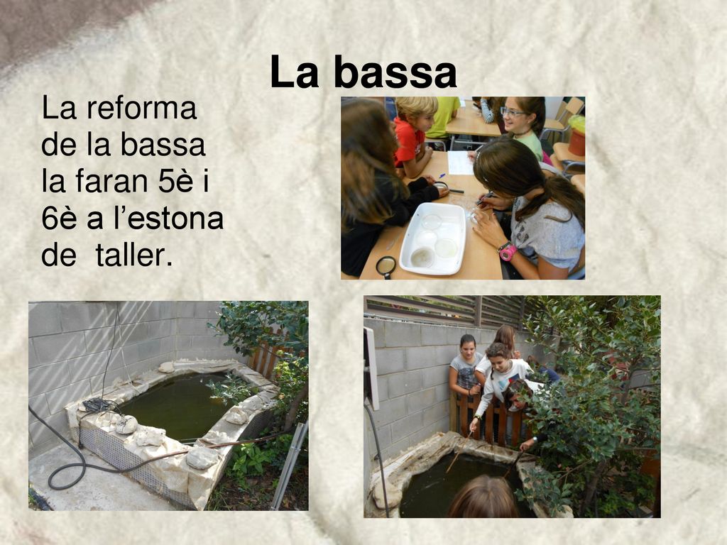 La bassa La reforma de la bassa la faran 5è i 6è a l’estona de taller.