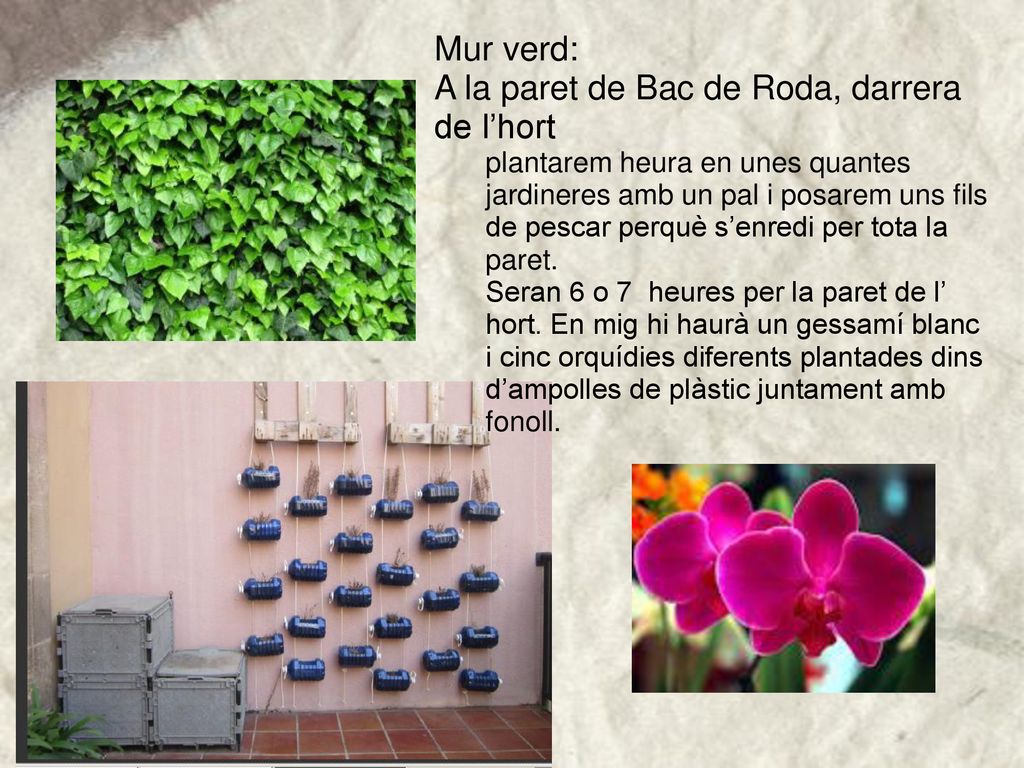 A la paret de Bac de Roda, darrera de l’hort