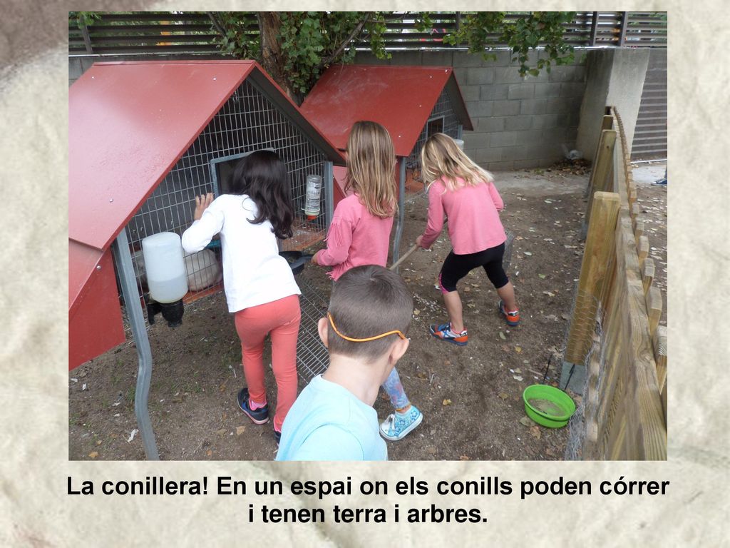 La conillera! En un espai on els conills poden córrer i tenen terra i arbres.