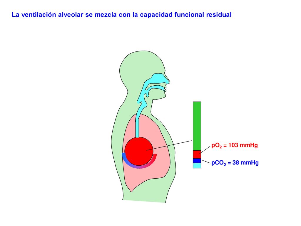 La ventilación alveolar se mezcla con la capacidad funcional residual