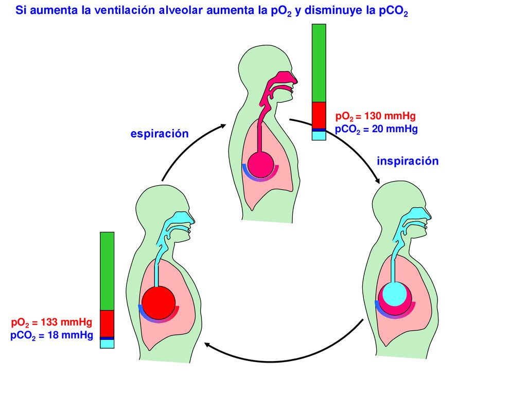 Si aumenta la ventilación alveolar aumenta la pO2 y disminuye la pCO2