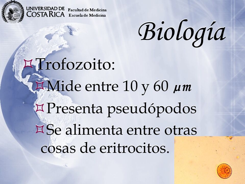 Biología Trofozoito: Mide entre 10 y 60 µm Presenta pseudópodos