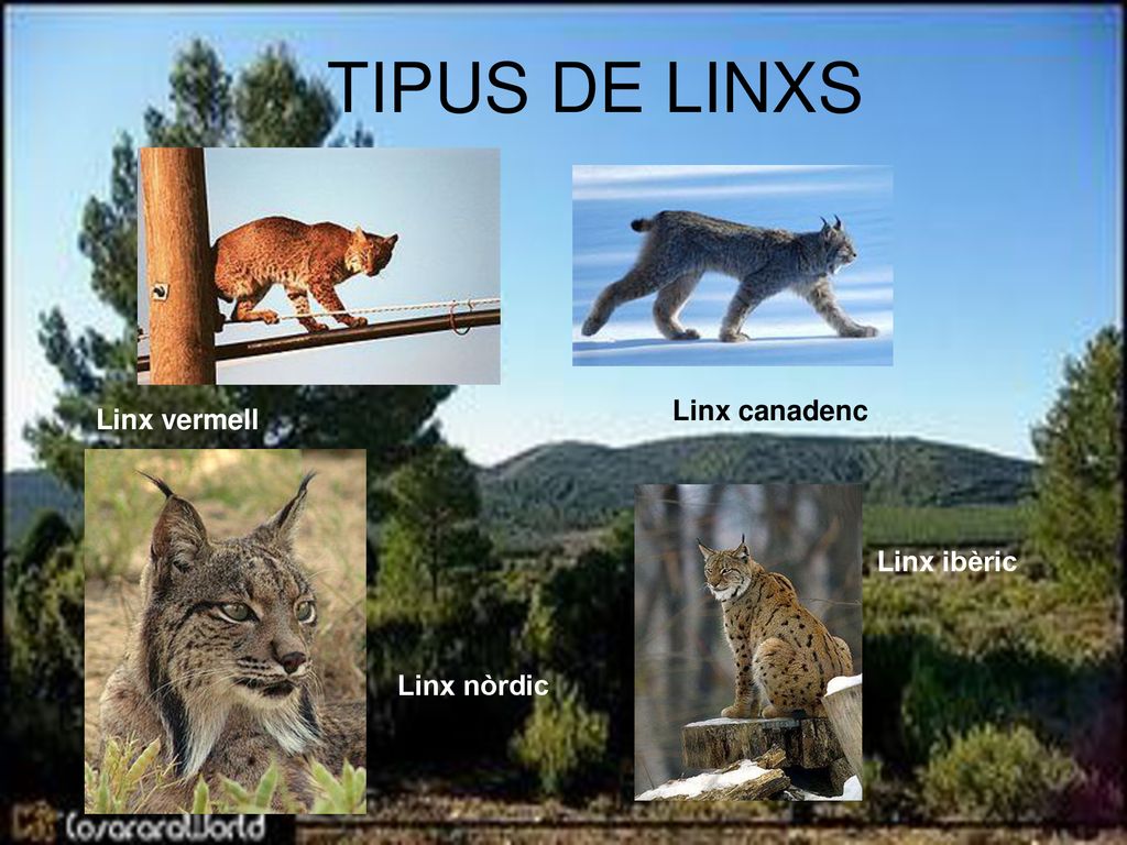 TIPUS DE LINXS Linx canadenc Linx vermell Linx ibèric Linx nòrdic