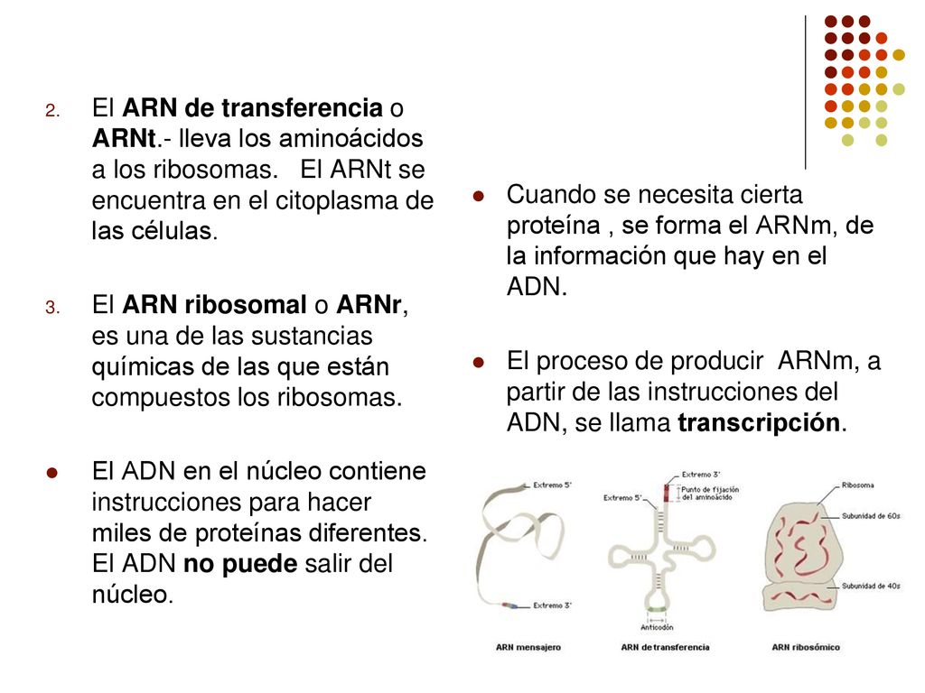 El ARN de transferencia o ARNt.- lleva los aminoácidos a los ribosomas. El ARNt se encuentra en el citoplasma de las células.