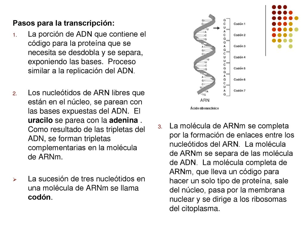 La molécula de ARNm se completa por la formación de enlaces entre los nucleótidos del ARN. La molécula de ARNm se separa de las molécula de ADN. La molécula completa de ARNm, que lleva un código para hacer un solo tipo de proteína, sale del núcleo, pasa por la membrana nuclear y se dirige a los ribosomas del citoplasma.