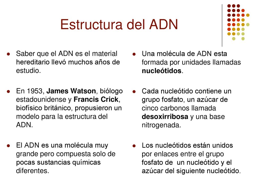 Estructura del ADN Saber que el ADN es el material hereditario llevó muchos años de estudio.
