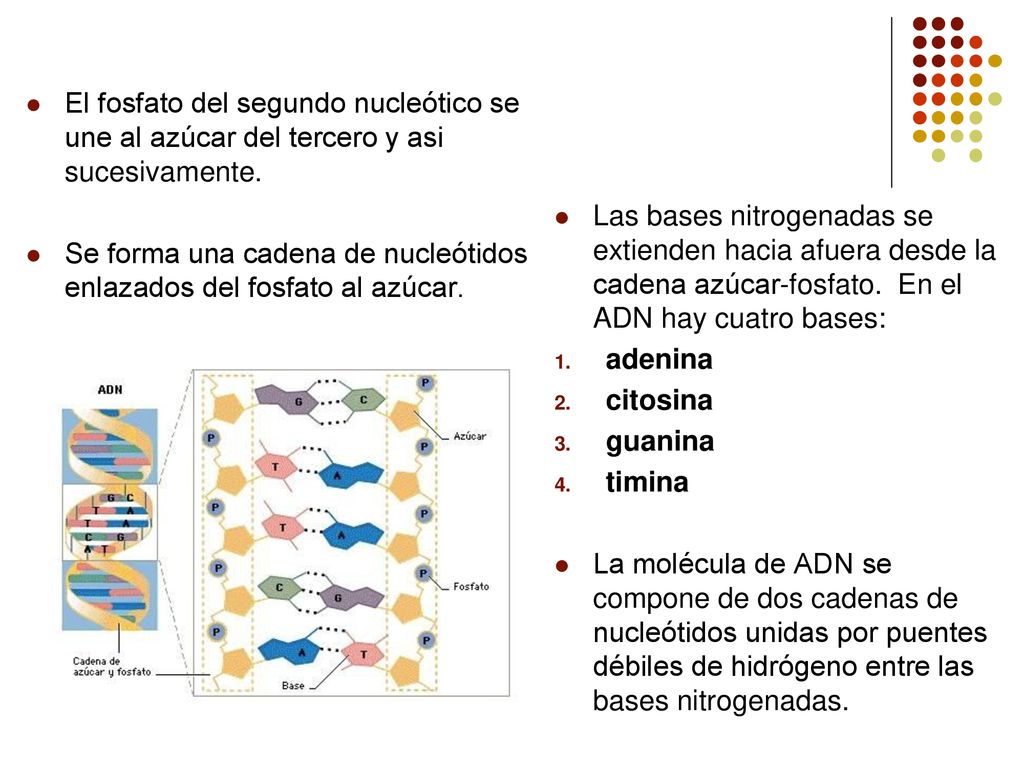 El fosfato del segundo nucleótico se une al azúcar del tercero y asi sucesivamente.
