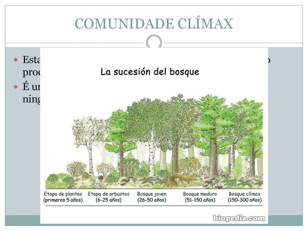 COMUNIDADE CLÍMAX Estado de equilibrio estable nun ecosistema ao final do proceso de sucesión.