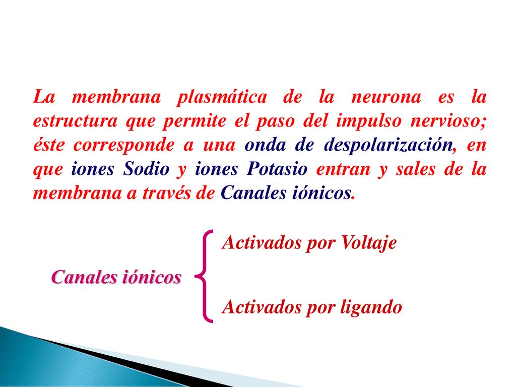La membrana plasmática de la neurona es la estructura que permite el paso del impulso nervioso; éste corresponde a una onda de despolarización, en que iones Sodio y iones Potasio entran y sales de la membrana a través de Canales iónicos.