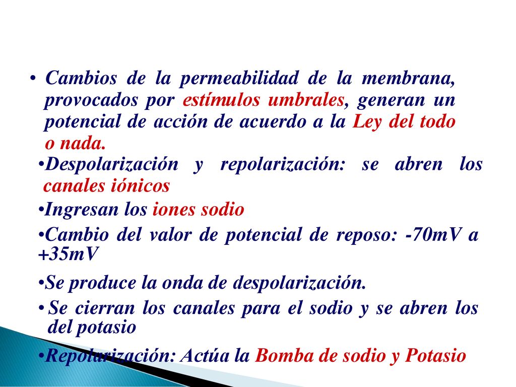 Cambios de la permeabilidad de la membrana, provocados por estímulos umbrales, generan un potencial de acción de acuerdo a la Ley del todo o nada.