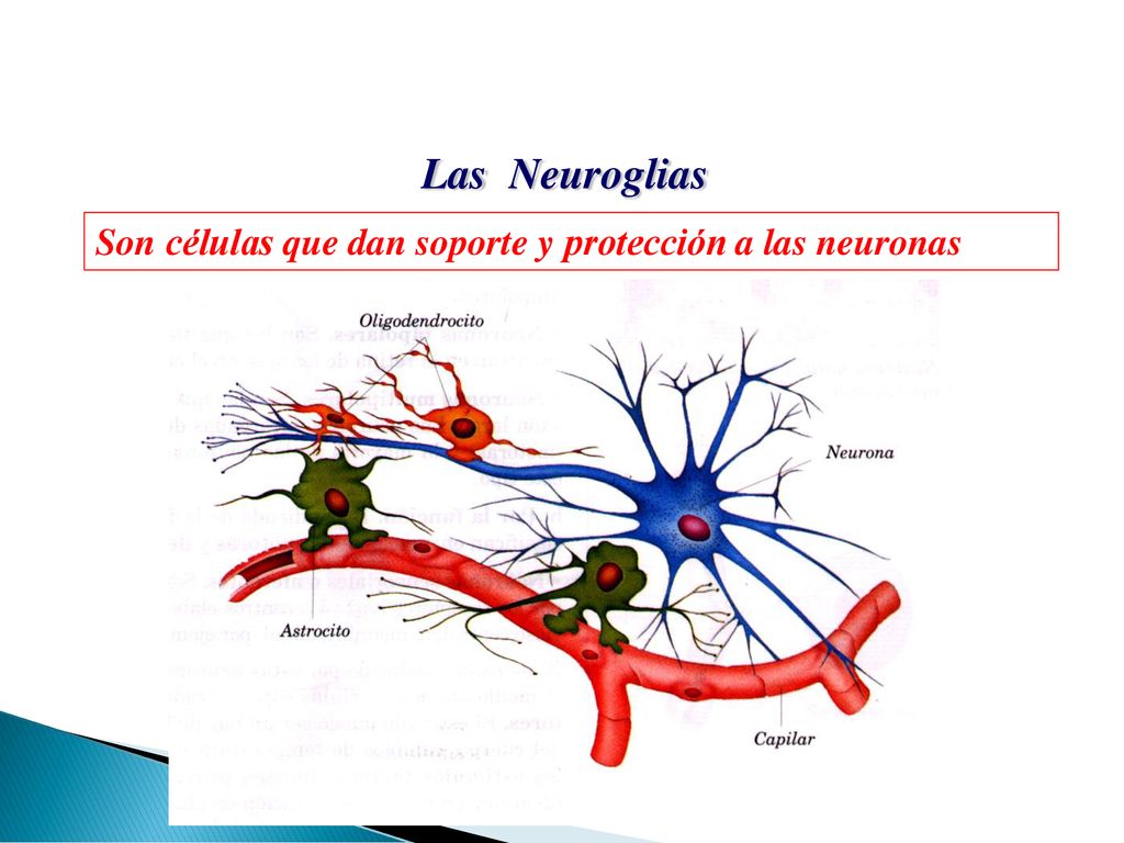Las Neuroglias Son células que dan soporte y protección a las neuronas