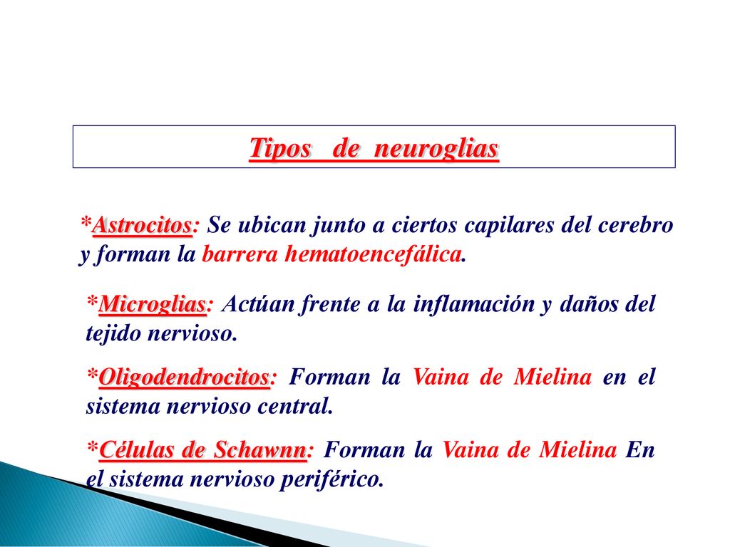 Tipos de neuroglias *Astrocitos: Se ubican junto a ciertos capilares del cerebro y forman la barrera hematoencefálica.