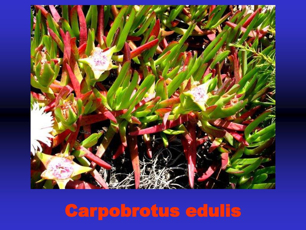 Es tracta del carpobrotus hedulis , més coneguda com bàlsam del jardiner, ungles de bruixa, i altres noms per l’estil. És una planta sudafricana que durant un temps es va plantar ja que arrelava en terrenys sorrencs amb molta facilitat. Amb el temps ha esdevingut una autèntica plaga i un perill per a les plantes autòctones. En algunes zones naturals ja s’està intentant d’extirpar-la.