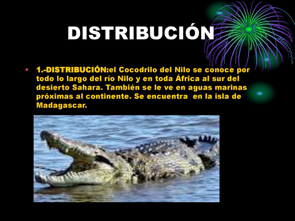 Texto expositivo del cocodrilo del nilo. - ppt descargar