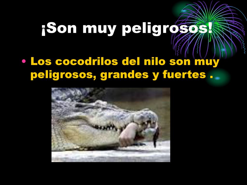¡Son muy peligrosos! Los cocodrilos del nilo son muy peligrosos, grandes y fuertes .