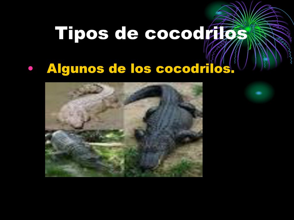 Tipos de cocodrilos Algunos de los cocodrilos.