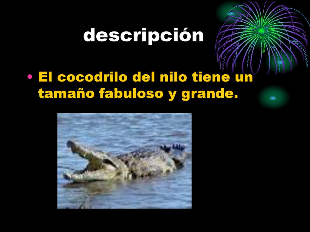 descripción El cocodrilo del nilo tiene un tamaño fabuloso y grande.
