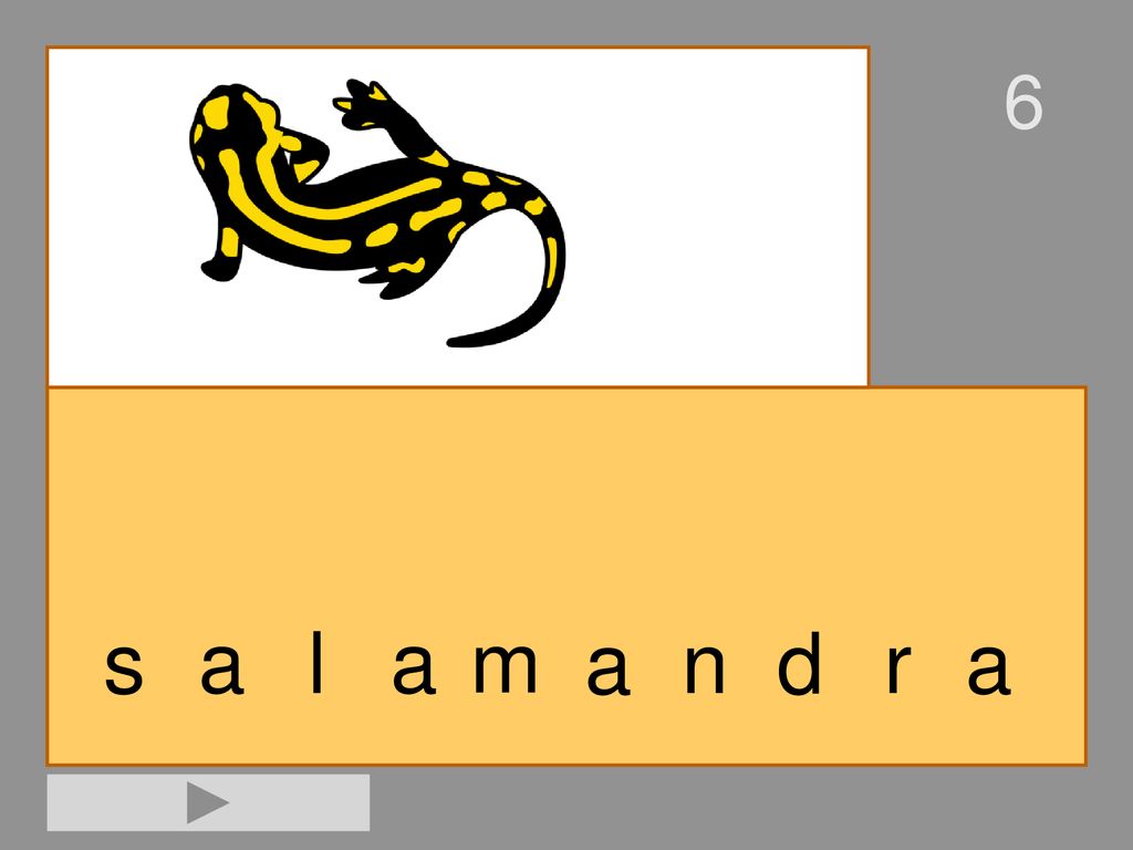 6 s a l a m a n d r a