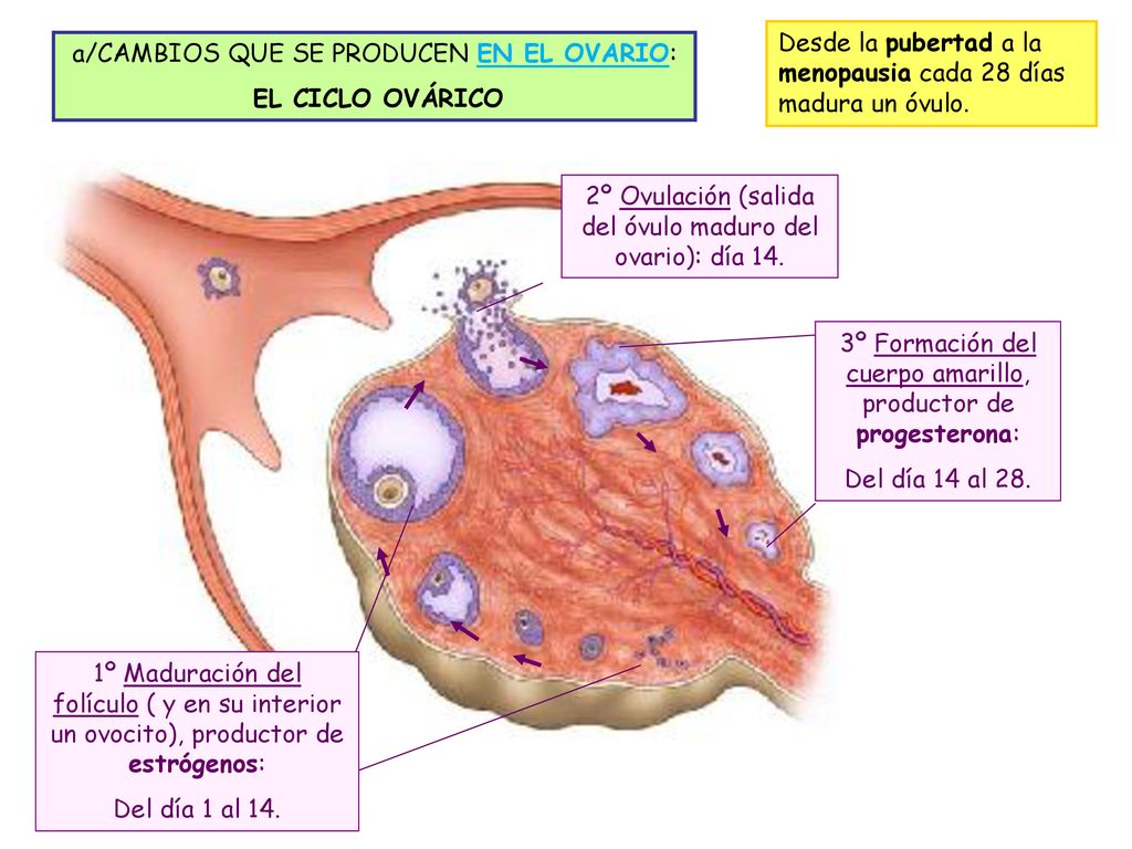 Desde la pubertad a la menopausia cada 28 días madura un óvulo.