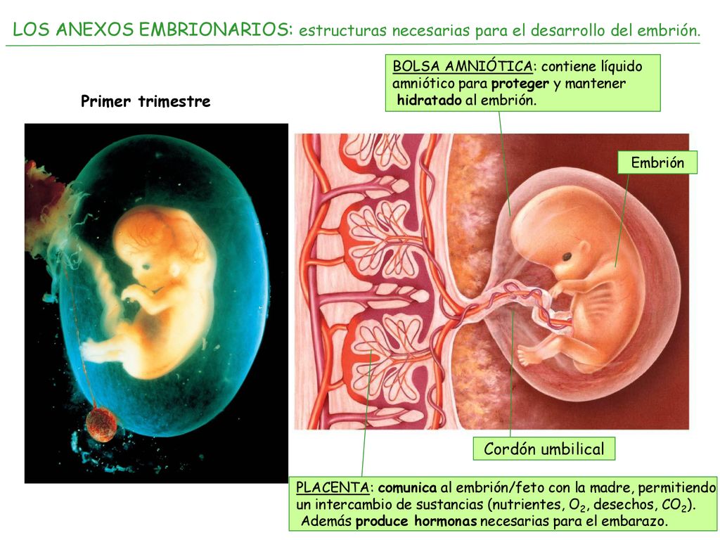 LOS ANEXOS EMBRIONARIOS: estructuras necesarias para el desarrollo del embrión.