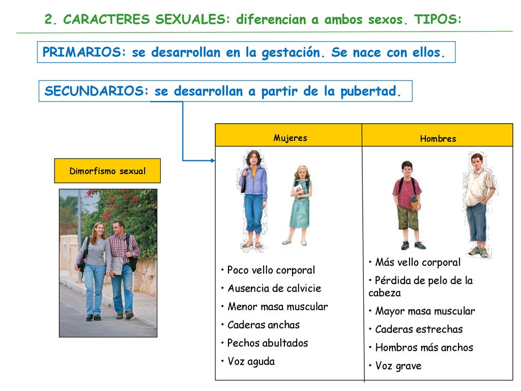 2. CARACTERES SEXUALES: diferencian a ambos sexos. TIPOS: