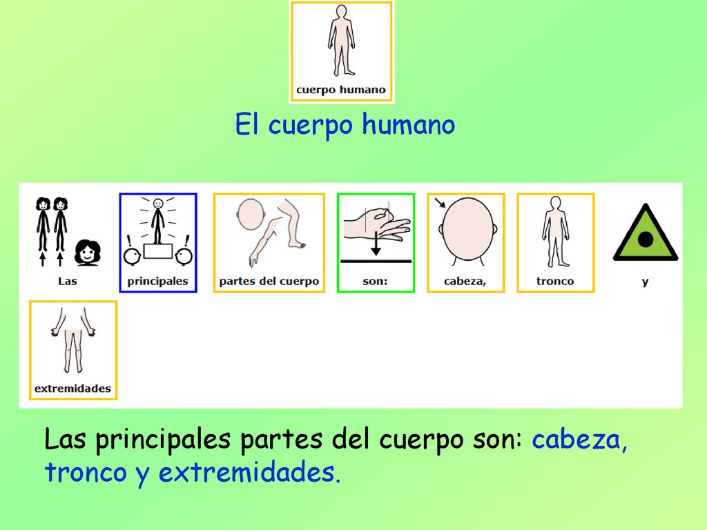 El cuerpo humano Las principales partes del cuerpo son: cabeza, tronco y extremidades.