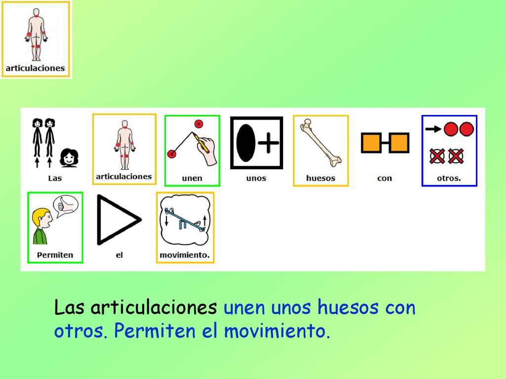 Las articulaciones unen unos huesos con otros. Permiten el movimiento.