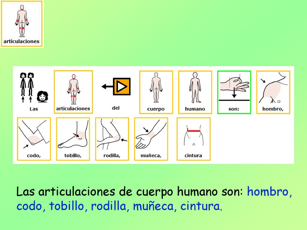 Las articulaciones de cuerpo humano son: hombro, codo, tobillo, rodilla, muñeca, cintura.