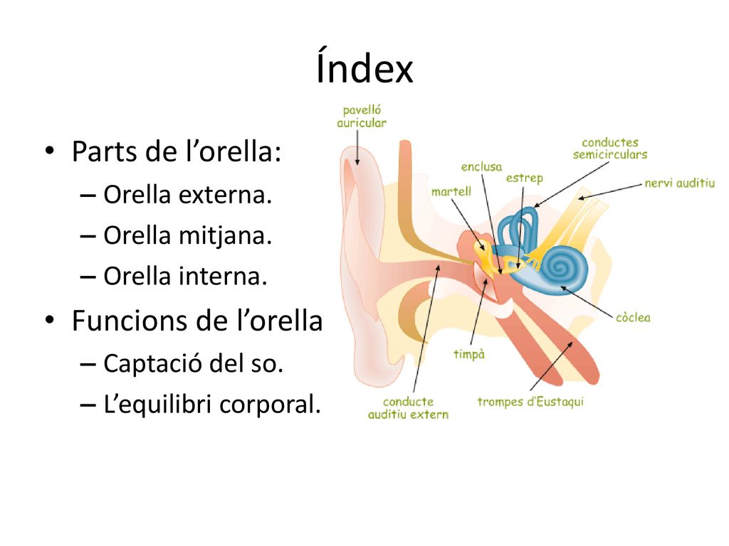 Índex Parts de l’orella: Funcions de l’orella Orella externa.