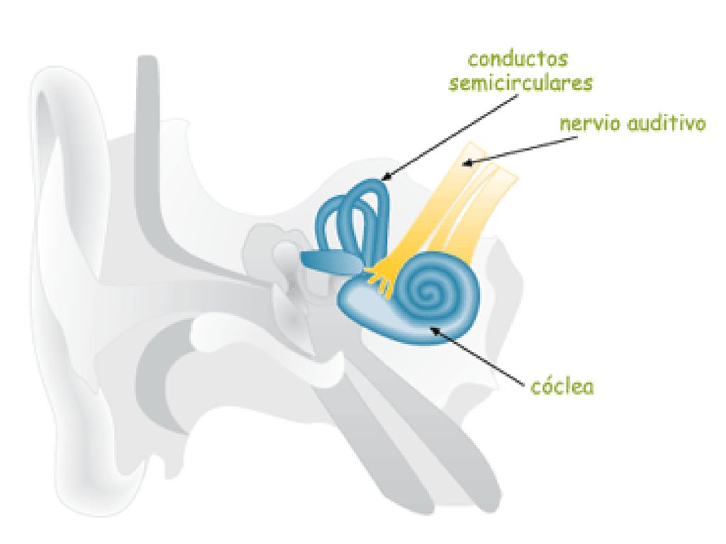 L’orella interna Parts en forma de laberint: Caragol: