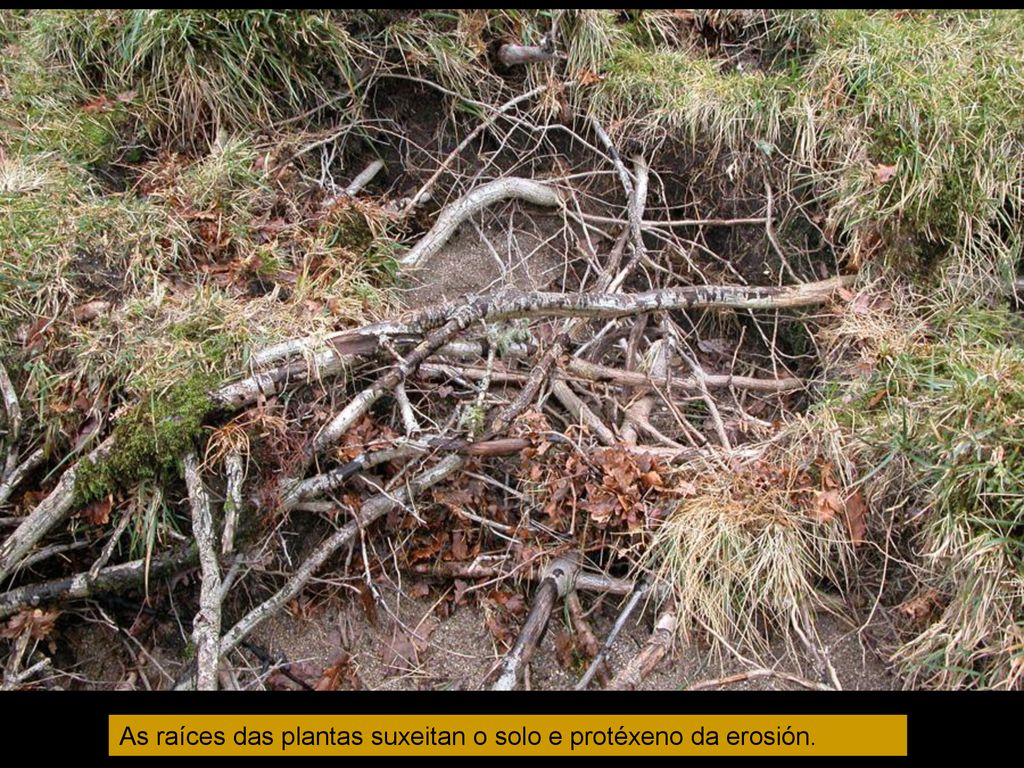 As raíces das plantas suxeitan o solo e protéxeno da erosión.