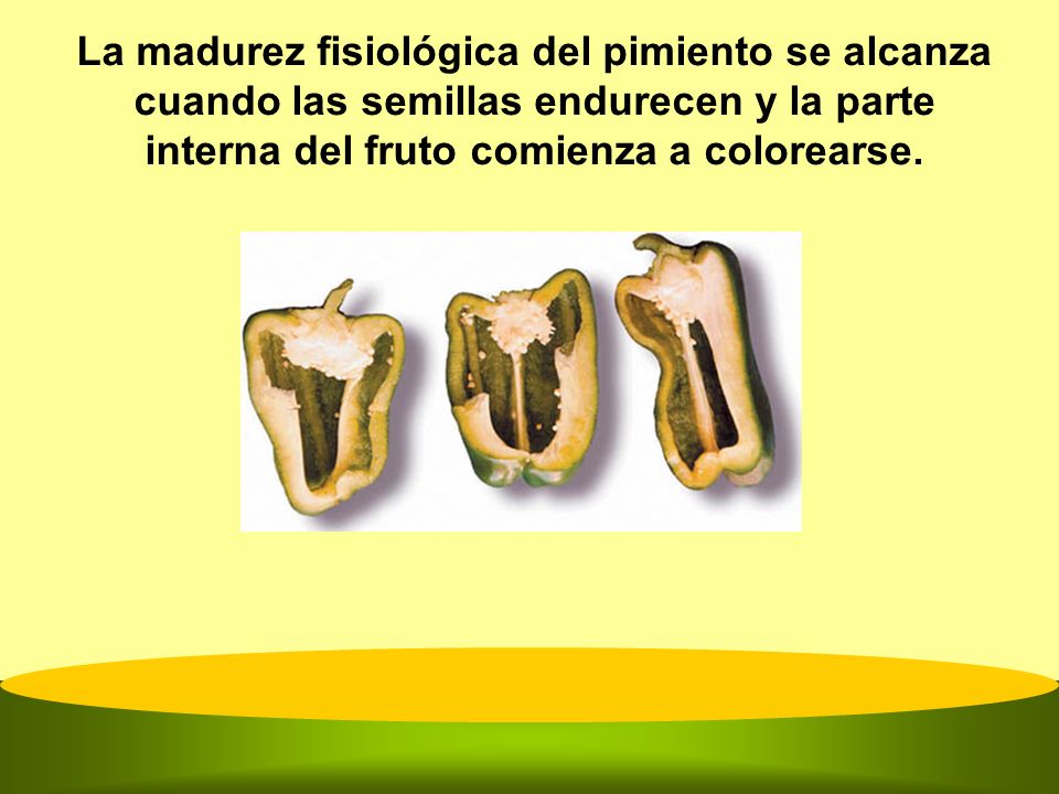 La madurez fisiológica del pimiento se alcanza cuando las semillas endurecen y la parte interna del fruto comienza a colorearse.