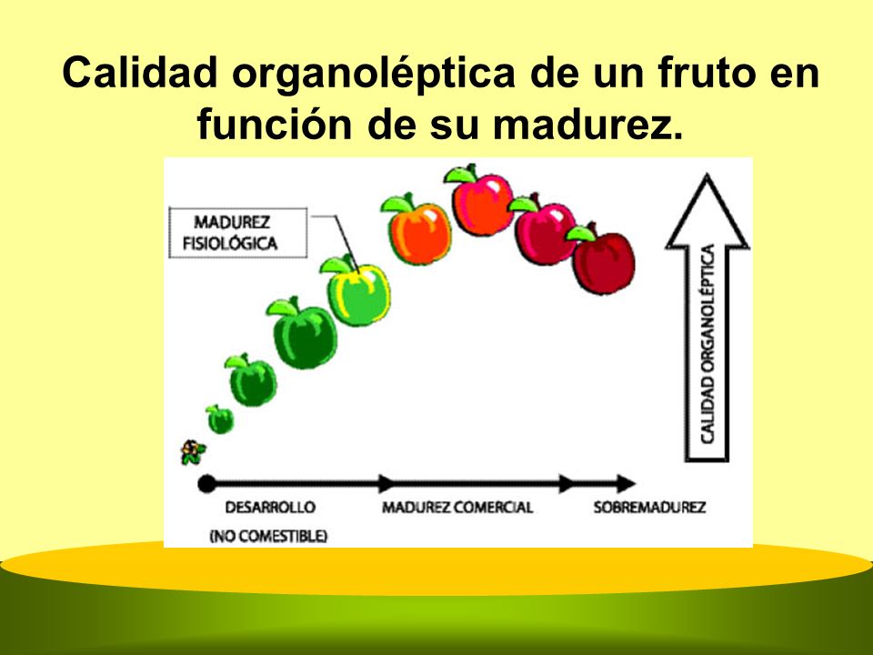 Calidad organoléptica de un fruto en función de su madurez.