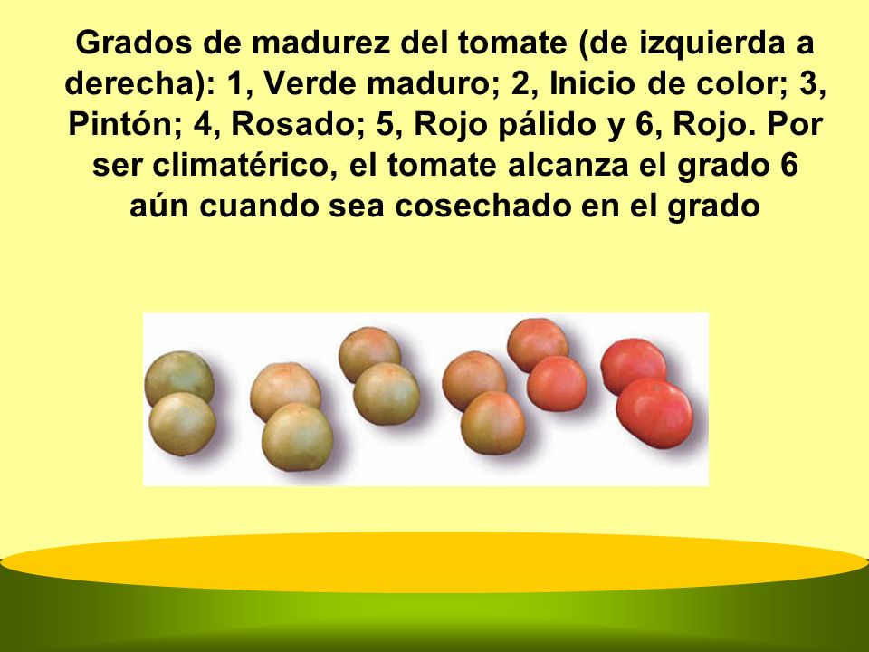 Grados de madurez del tomate (de izquierda a derecha): 1, Verde maduro; 2, Inicio de color; 3, Pintón; 4, Rosado; 5, Rojo pálido y 6, Rojo.