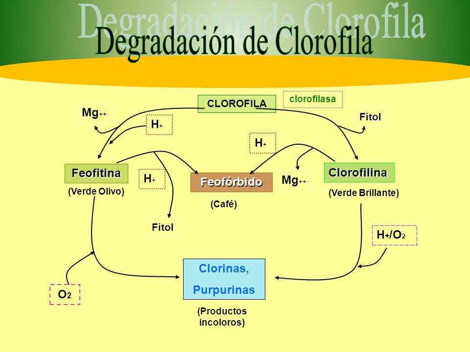 (Productos incoloros)