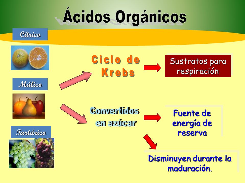 Ácidos Orgánicos Convertidos en azúcar Cítrico Málico Ciclo de Krebs